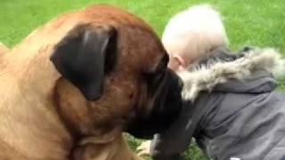 Baby takes a bullmastiffs ball [upl. by Ynnel725]