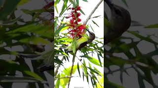 Callistemon Bottle brush Plant  Myrtle family plantscience4u [upl. by Nage]