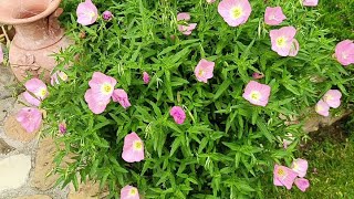 oenothera speciosa rosea [upl. by Leola]