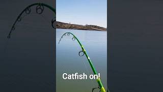 Channel catfish at Cochiti lake pre spawn action fishing fishingvideo shorts [upl. by Dincolo]