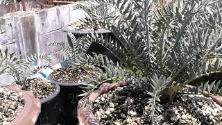 Encephalartos horridus from MrPrince Farm [upl. by Yordan]