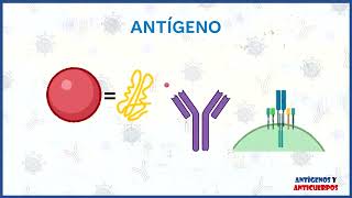 Antígeno y Anticuerpo Inmunología Médica Equipo 03 [upl. by Samid]