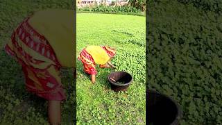 Woman Farmer Harvesting Water Clover shorts [upl. by Garnet]