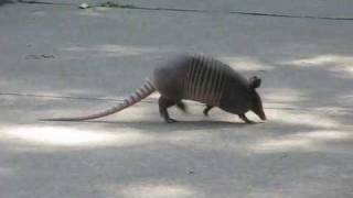 Briskly Walking 9Banded ARMADILLO of North Texas [upl. by Perkins]