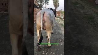 Walking Most Beautiful and Biggest Pakistani Cow of Rahman dairy farm for💕 2025viral trending [upl. by Arised344]