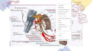 5 жұп нервтің nervus trigeminus 3 тармағы nervus mandibularis [upl. by Pearse]