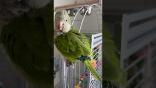 Stanley is Preoccupied 🙂bird cute parrot  pets shortsvideo [upl. by Gaige598]