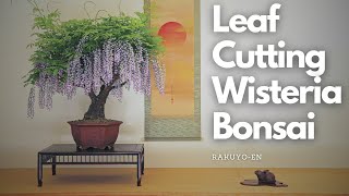 Compound Leaf cutting on Wisteria Bonsai [upl. by Hirz899]