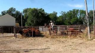 Cattle handling with horse and dogs using Bud Williams method [upl. by Ylaek17]