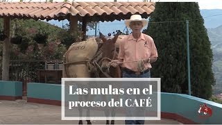 Mulas en el proceso del café [upl. by Pearl]