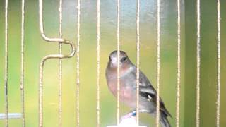 chaffinch cross greenfinch hybrid [upl. by Aiynat]