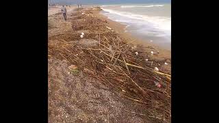 lo que el dana dejó el las playas de benicarló [upl. by Groome271]