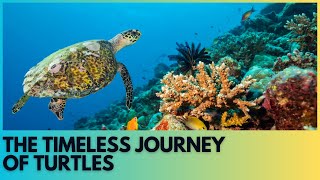 The Timeless Journey of Turtles Natures Ancient Survivors  marine life 8k  marine life [upl. by Loma]