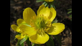 Эрантис Eranthis Garden flowers229 Декоративные растения [upl. by Juxon460]