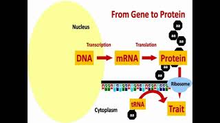 From DNA to Protein [upl. by Ztirf]