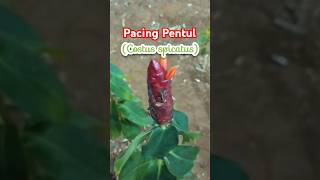 Pacing pentul Costus spicatus tanaman petani bunga pertanian tanamanhias viralvideo [upl. by Yllime]