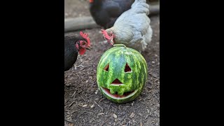 What I Feed My Chickens Feed Treats amp Supplements [upl. by Tlok567]