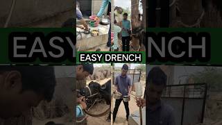 EASY Drench 👉 Bhains ko dawai pilane ka tarika [upl. by Akemak761]