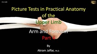 Picture tests in upper limb anatomy arm and forearm 4 [upl. by Oyr623]