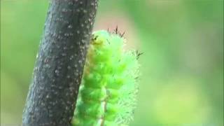 Io moth caterpillar [upl. by Cortney]