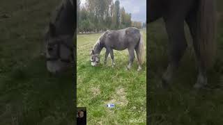 In the pasture horse grazing [upl. by Shere64]