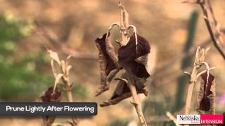 Green and Growing Tip Hydrangea Pruning [upl. by Zink584]