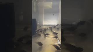 Borneo Eared Tree Frogs tadpoles swimming eating and playing with bubbles [upl. by Alauqahs]