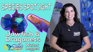 How to Keep Dragonets and Jawfish Species Spotlight with Hilary [upl. by Nho629]