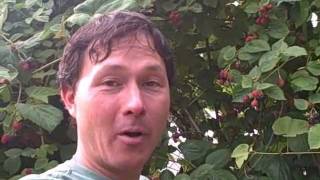 Amazing Urban Permaculture Food Forest Garden with Edible Exploding Impatiens [upl. by Aurie]