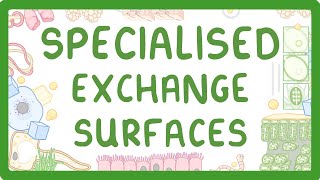 GCSE Biology  Specialised Exchange Surfaces [upl. by Mohandas]