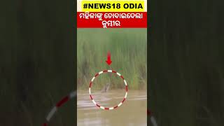 ମହିଳାଙ୍କୁ ଭିଡ଼ି ନେଲା।କୁମ୍ଭୀର ଡର Crocodile Drags woman into River Jajpur’s Bari Crocodile Attack [upl. by Dafna]