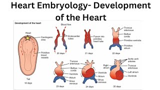 What is a Heart Embryology and Development of the Heart [upl. by Carmon]