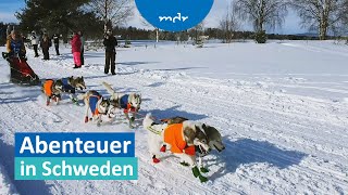 Malerisch schön SchlittenhundeAbenteuer in Schweden  MDR um 4  MDR [upl. by Boudreaux]