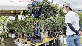 【植木市】沖縄市の「中部広域グリーンフェスタ大植木市」に行ってみた！Green Festa in Okinawa Japan [upl. by Weisbrodt336]