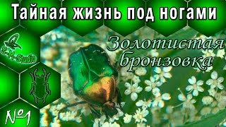 Тайная жизнь по ногами Золотистая бронзовка Cetonia aurata [upl. by Danyluk]