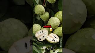 Cherimoya benefits you Must have to know about youtubeshorts healthbenefits benefits [upl. by Elvis]