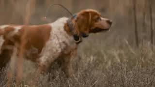 Epagneul Breton French Brittanys and Labrador Retrievers of Lost Highway Gundog Kennels [upl. by Mary]