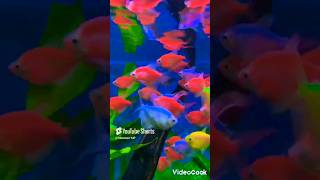 Tetra world💗Like and subscribe fish fishkeepin aquarium tetrafish like viralshorts subscribe [upl. by Nimsaj31]