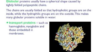 AS level B4 Fibrous and globular proteins [upl. by Aerdnaz]