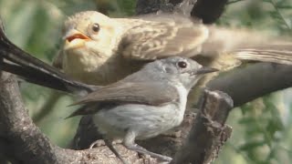 Big Baby Cowbird Fed By Little Parent Gnatcatcher [upl. by Horst239]