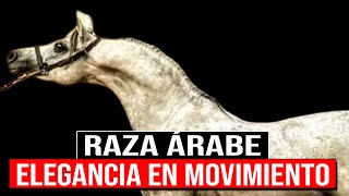 🔴 Caballos ÁRABES Elegancia En Movimiento 🔴 [upl. by Sevein]