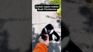 kera saja makan bisa sopan masak kamu ga gibbons monyet shorts [upl. by Worth]