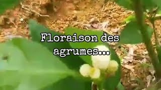 Verger à 1 an du planting Floraison oranger greffé bio nature viralvideo [upl. by Harihs189]