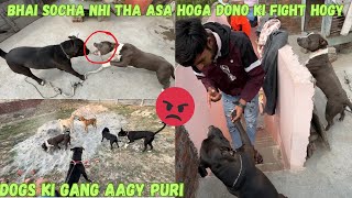 Fight hogy golu ka reaction 😲 trending ​⁠​⁠RitikDogKennel177 [upl. by Hennessy]