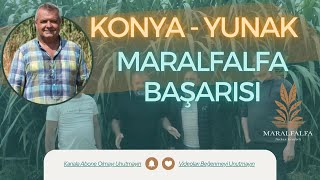 Konya  Yunak Maralfalfa Başarısı  Maralfalfa Turhan Kendirli [upl. by Gutow]