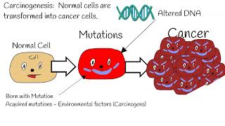 Carcinogenesis  Mechanism of action ProtoOncogenes vs Oncogenes tumor suppressor gene P53 [upl. by Vento]