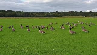 Geese on the Kersal Wetlands [upl. by Lyssa729]