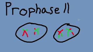 Meiosis Movie [upl. by Barnard]