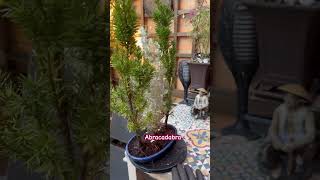 Forest Bonsai Mixed colors TaxusTejo amp Atriplex bonsai forest tejo bonsaiindonesia garden 庭 [upl. by Mode]