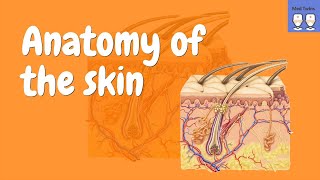 Anatomy of the Skin Epidermis Dermis Hypodermis [upl. by Aihsenak860]